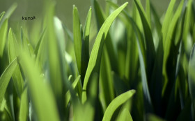 Tapeta makro-foto-zielone-rosliny (201).jpg