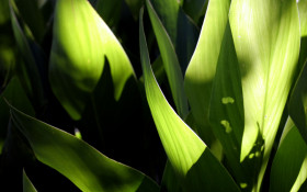 Tapeta makro-foto-zielone-rosliny (285).jpg