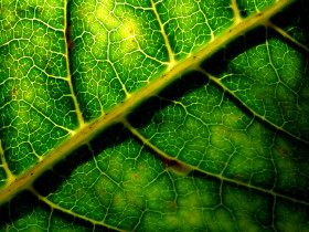 Tapeta makro-foto-zielone-rosliny (77).jpg