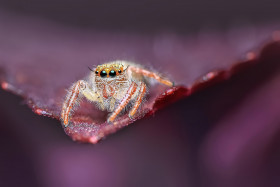Tapeta Mały pająk