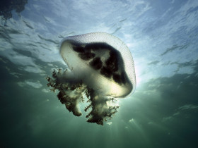 Tapeta Mauve Stinger Jellyfish, Edithburg, South Australia.jpg