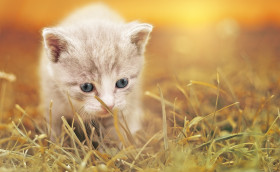 Tapeta Młody kotek w trawie