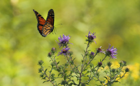 Tapeta Monarch ląduje na fioletowym kwiatku