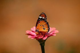 Tapeta Monarch na różowym kwiatku spija nektar