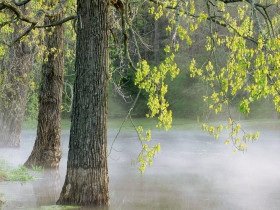 Tapeta Morning Fog, Percy Warner Park, Tennessee.jpg