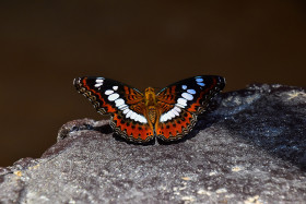 Tapeta Motyl