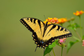 Tapeta Motyl