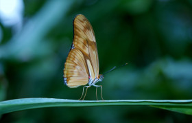 Tapeta Motyl i jego skrzydło