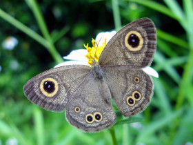 Tapeta Motyl na kwiatku