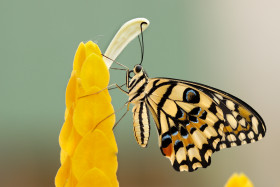 Tapeta Motyl na żółtych liściach