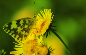Tapeta Motyl na żółtym kwiatku