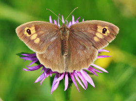 Tapeta Motyl przysiadł na fioletowym kwiatku