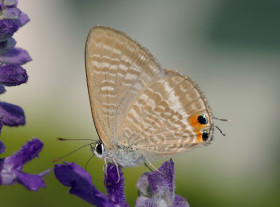 Tapeta Motyl w ogrodzie przysiadł na kwiatku