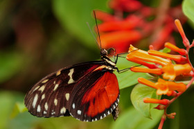 Tapeta Motyl z czerwonymi skrzydełkami spija nektar