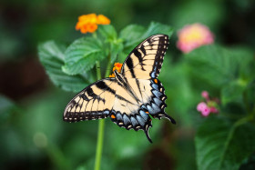 Tapeta Motyl z paziowatych