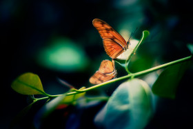 Tapeta Motyle kopulujące na liściu