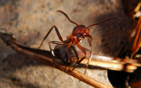 Tapeta Mrówka