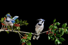 Tapeta Niebieskie ptaszki wśród drzew