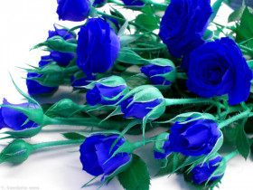 Tapeta Niebieskie Róże