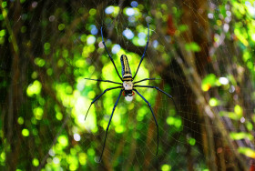 Tapeta Niebiesko-żółty pająk na pajęczynie