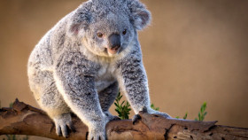 Tapeta Niedżwiadek koala