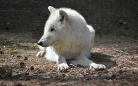 Tapeta Odpoczywający wilczur