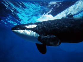Tapeta Orca Whale Underwater.jpg