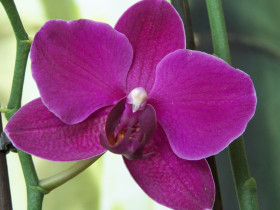 Tapeta orhidea