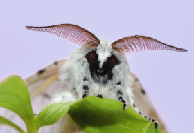 Tapeta Owad, Motyl kolorowy, Ćma