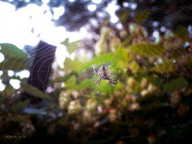 Tapeta pająk na sieci