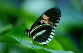 Tapeta Papilio