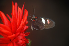 Tapeta Papilio Rumanzovia, Motyl