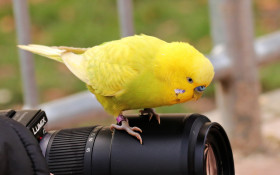 Tapeta Papuga na obiektywie aparatu cyfrowego
