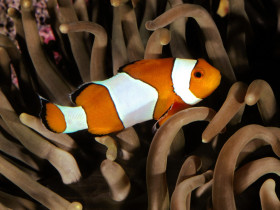 Tapeta Percula Clownfish, Indo-Pacific.jpg