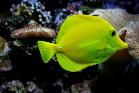Tapeta Piękna zielona ryba morska
