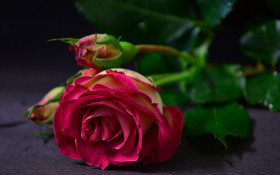 Tapeta Piękne róże