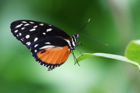 Tapeta Piękny i kolorowy motylek na liściu