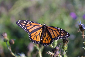 Tapeta Piękny motyl Monarch