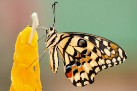 Tapeta Piękny motyl przysiadł na żółtym kwiatku