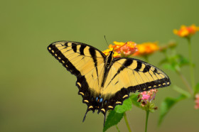 Tapeta Piękny, żółty motyl z paziowatych