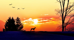 Tapeta Pies i zachód słońca w górach zimą, Malarstwo