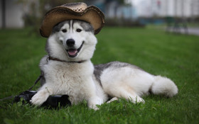 Tapeta Pies w kapeluszu