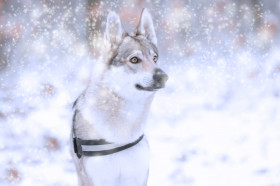 Tapeta Pies, wilczur, zima i opady śniegu