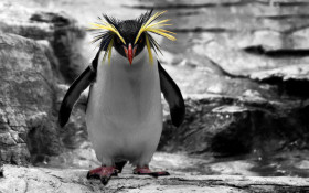 Tapeta Pingwin