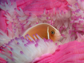 Tapeta Pink Anemonefish.jpg