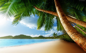 Tapeta Plaża, palmy