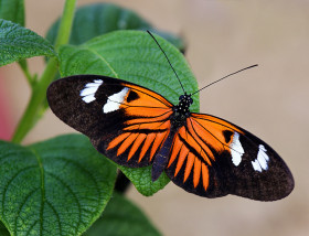 Tapeta Pomarańczowo czarny motyl