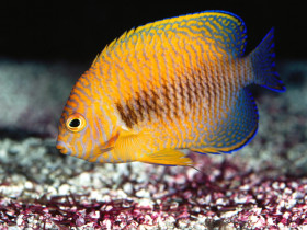 Tapeta Potter's Angelfish.jpg