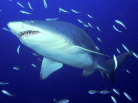Tapeta Predator, Sand Tiger Shark.jpg