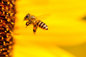 Tapeta Pszczoła frunie do kwiatka